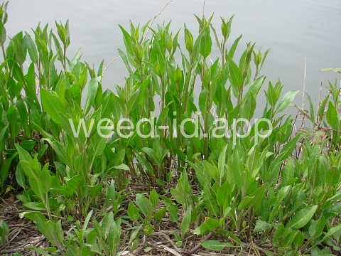 pepperweed, perennial